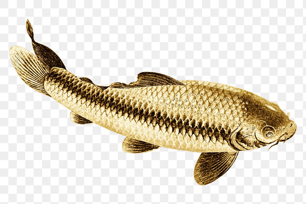 Gold carp fish design element 