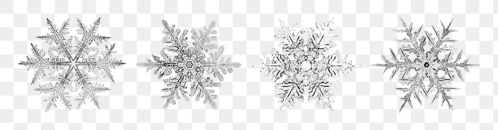 Christmas snowflake png set macro photography Christmas ornament, remix of photography by Wilson Bentley
