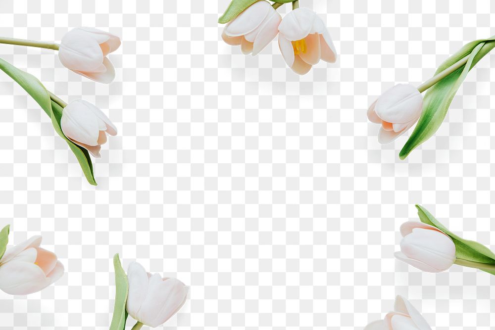 White tulip flower frame design element