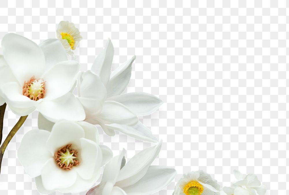 White magnolia flower design element