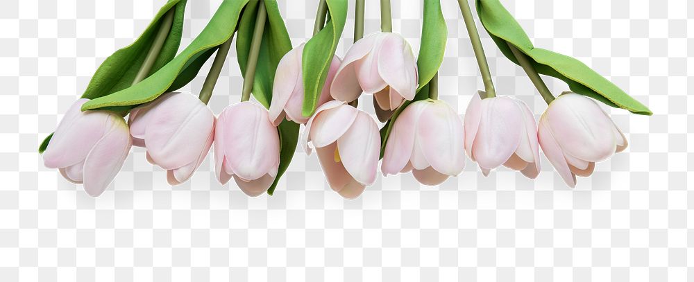 Tulip flower bouquet design element 