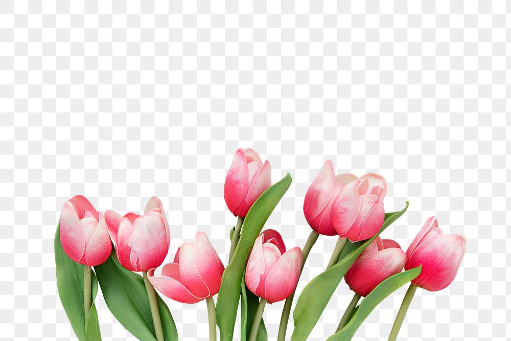 Pink and white tulips transparent png