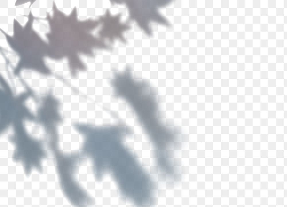 PNG Shadow of Maple leaves, transparent background