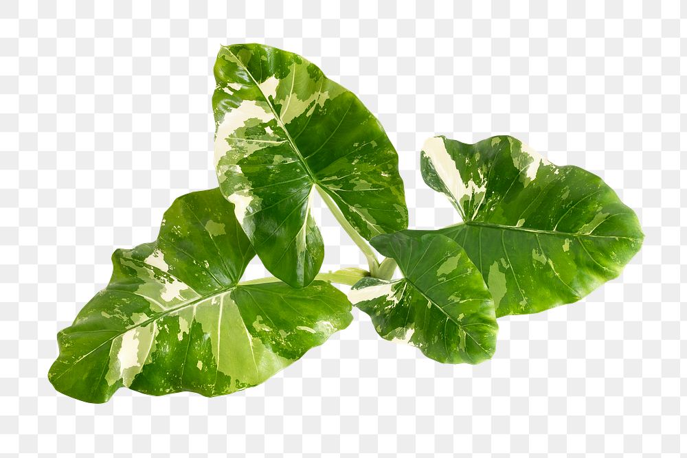 Heart shaped Alocasia leaves transparent png