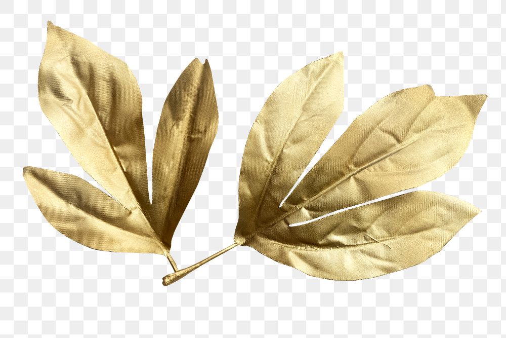 Shiny golden Maple leaves transparent png