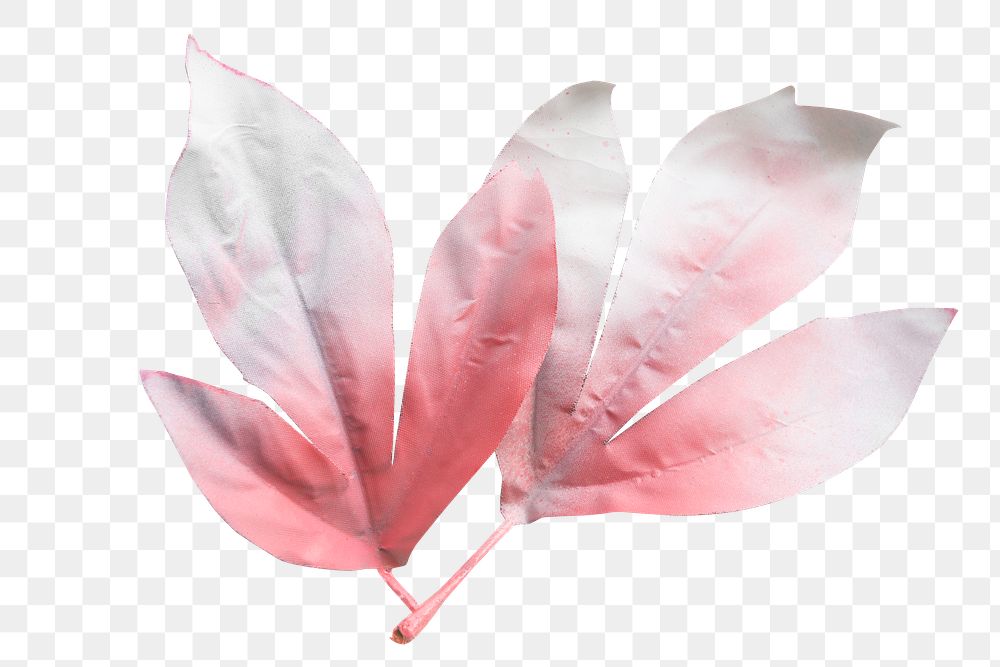 Pink Maple leaves transparent png