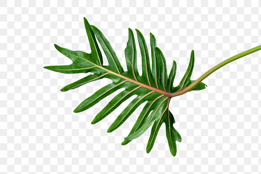 Fresh green Philodendron Xanadu leaf transparent png
