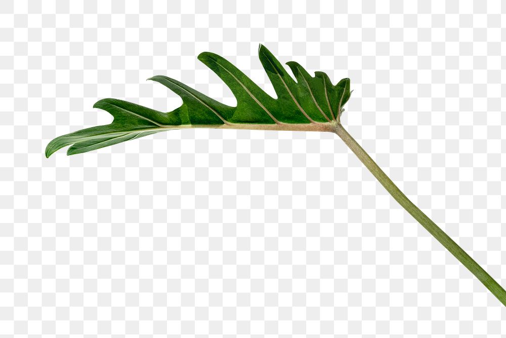 Fresh green Philodendron Xanadu leaf transparent png