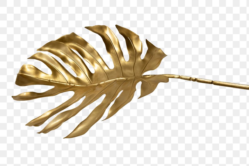 Shiny golden monstera leaf transparent png 