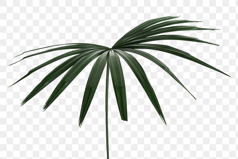 Fresh green palm leaf design element