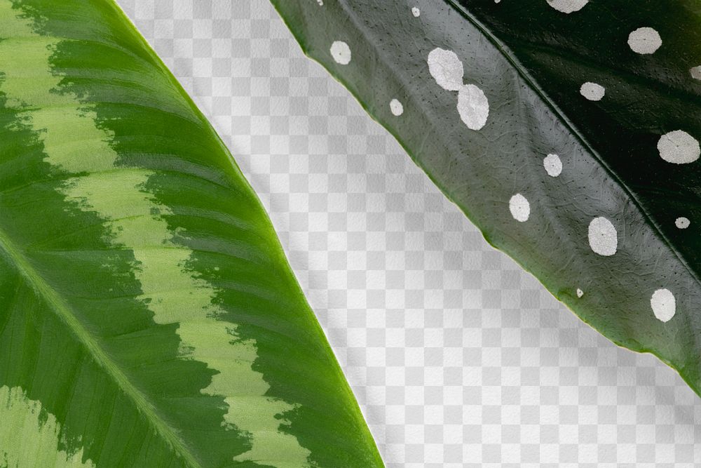 Green leaves png mockup transparent background