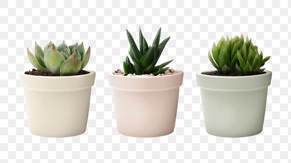 Small succulent plants png mockup in pots