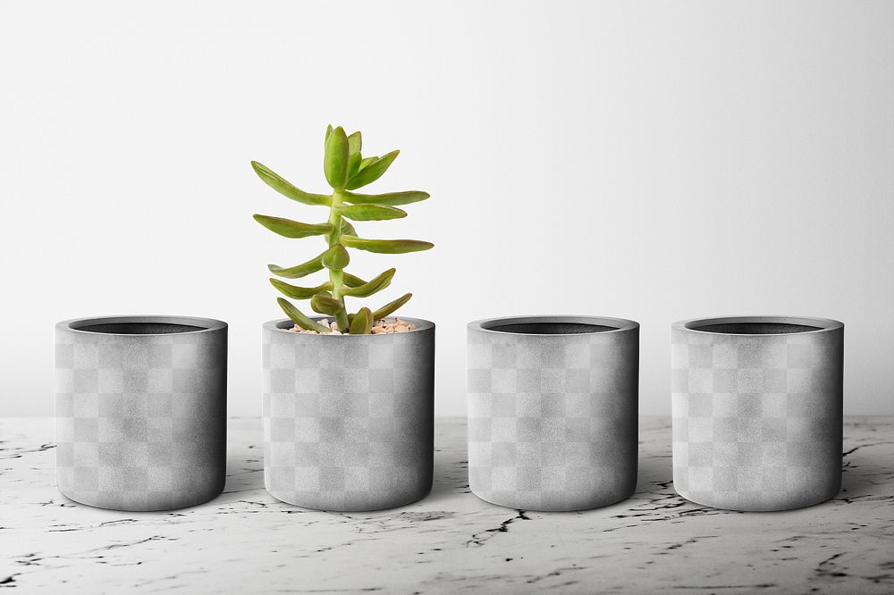 Small plant pot png mockup in a row with a succulent
