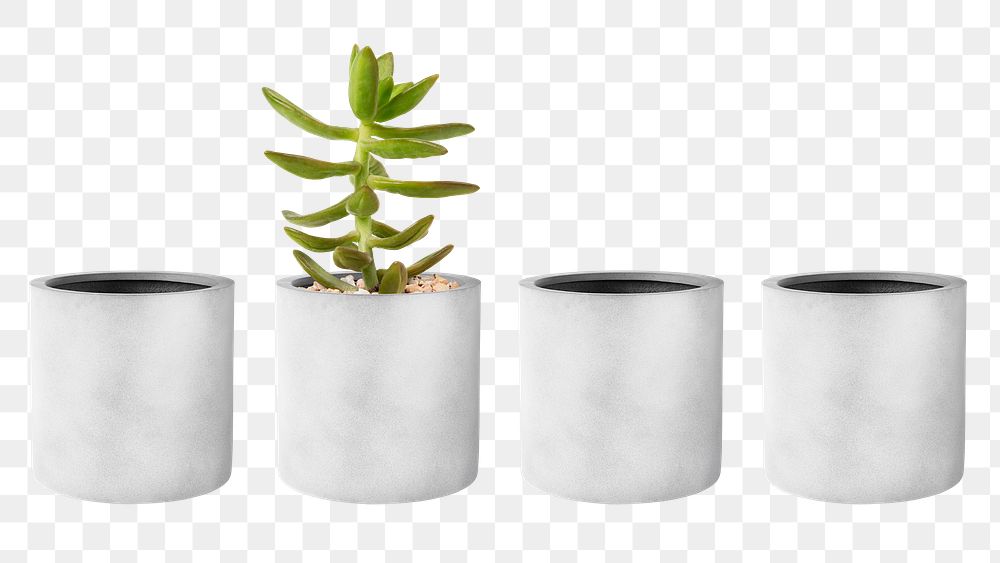 Small plant pot png mockup in a row with a succulent