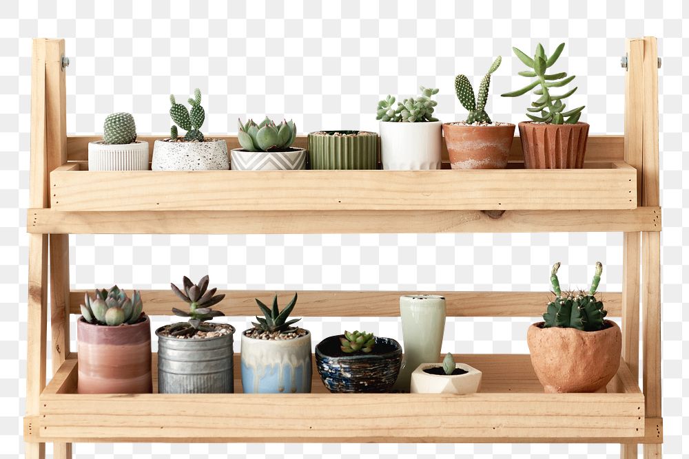 Wooden plant shelf png mockup with small cacti