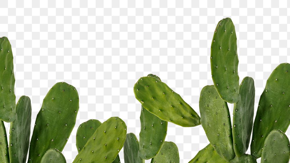 Cactus png border transparent background 