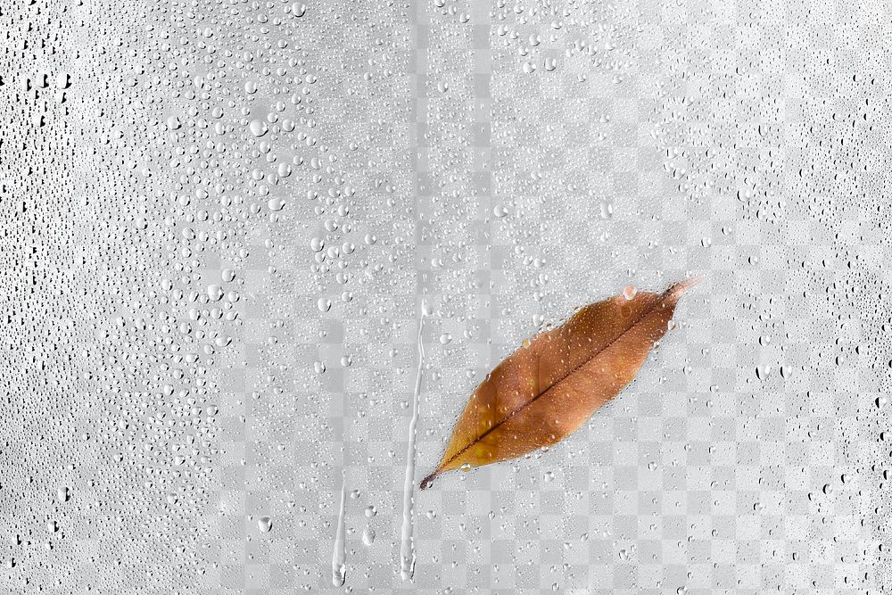 Rain water png texture, Autumn leaf in transparent background