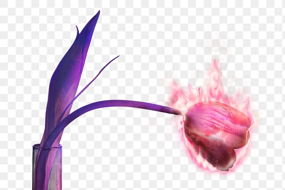 Burning tulip png flower, fire aesthetic, environment remix with fire effect