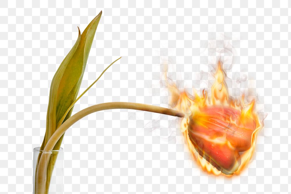 Flaming tulip png flower, fire aesthetic, environment remix with fire effect