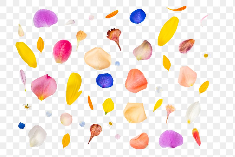 PNG colorful flower petal set, transparent background
