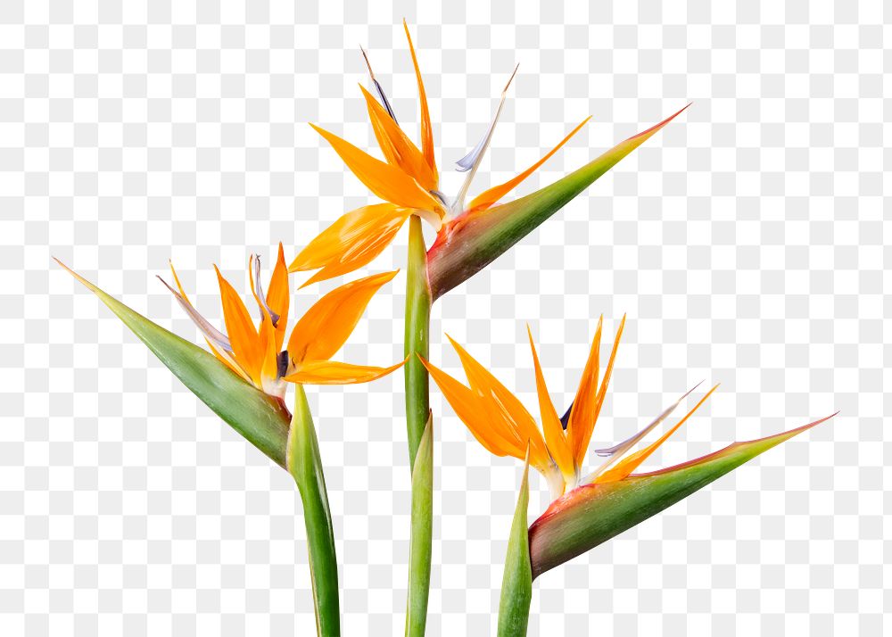 PNG bird of paradise flower sticker