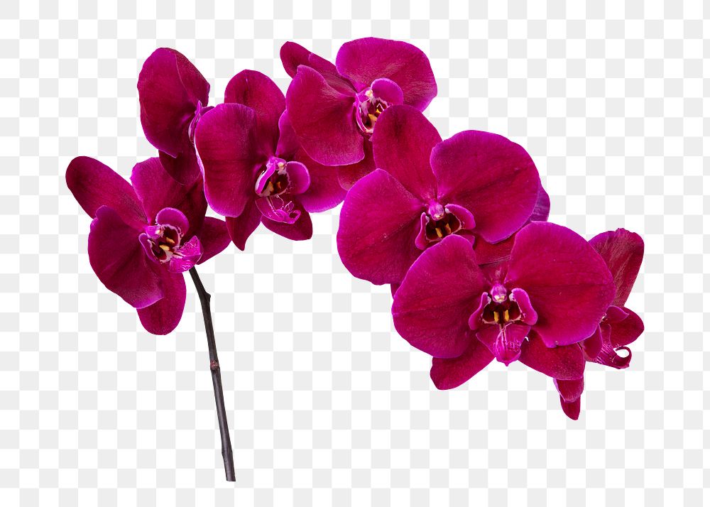 PNG pink orchid flower sticker