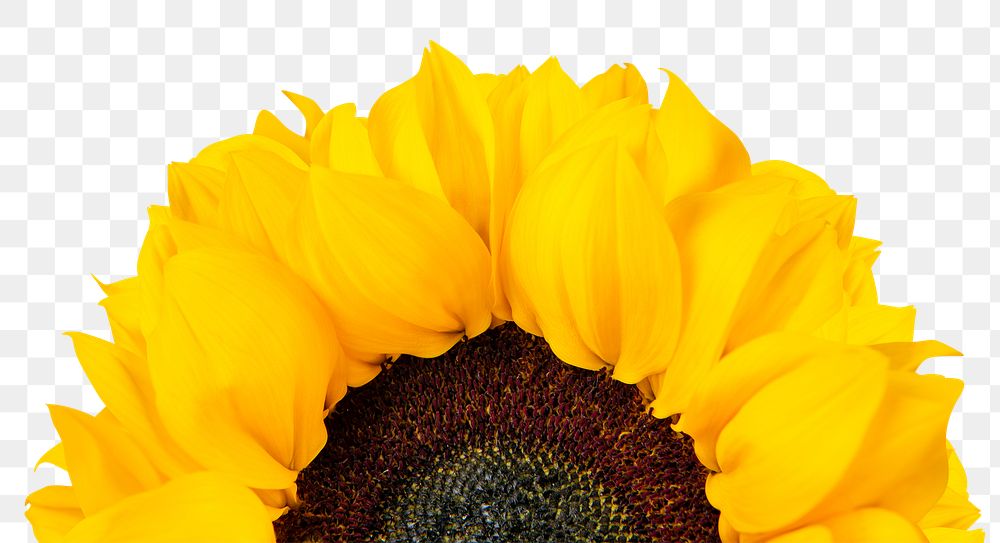 PNG blooming sunflower sticker, transparent background