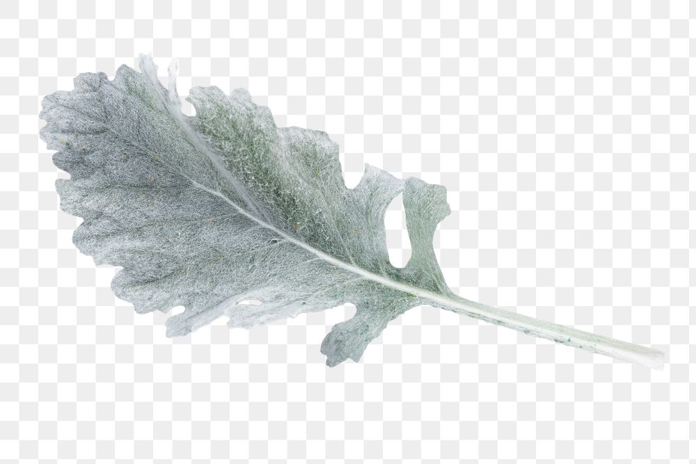 PNG dusty miller leaf, isolated object