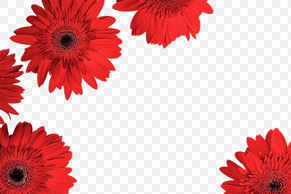 Red daisy png, flower frame, transparent background