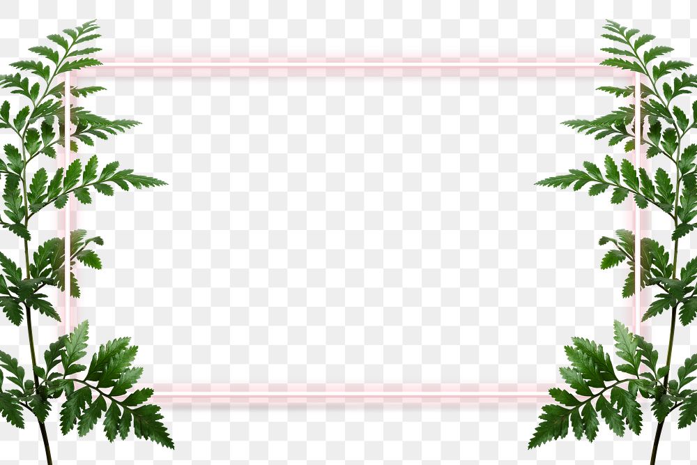 Green leatherleaf fern with a pink rectangle frame design element