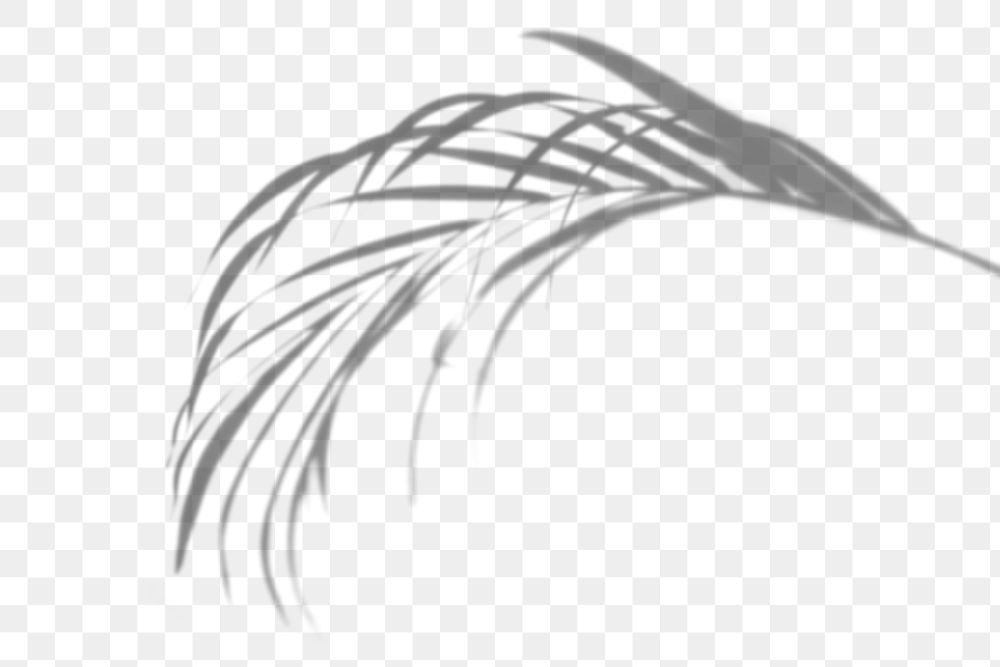 Palm leaves shadow design element