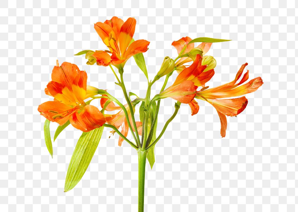 Natural orange Alstroemeria HipHop flower transparent png