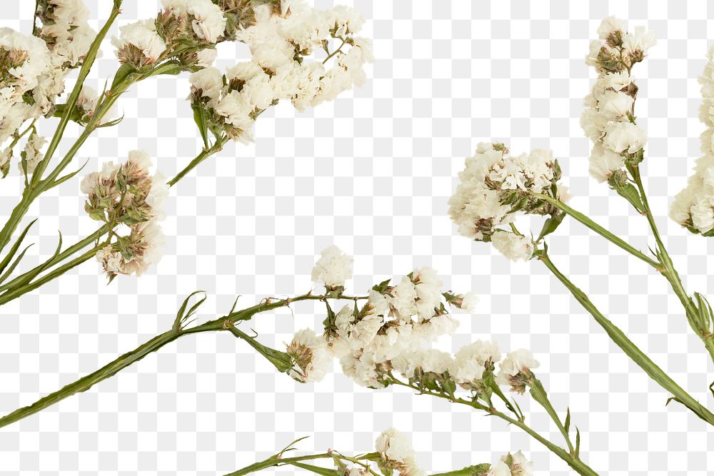 Blooming white statice flower background design space