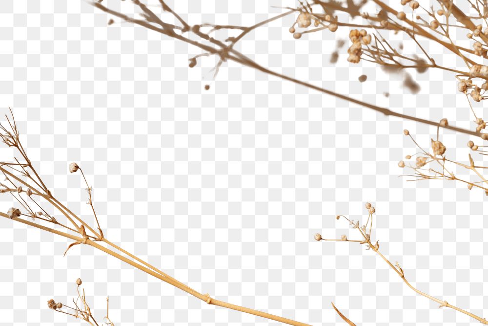 Dried gypsophila branches design element