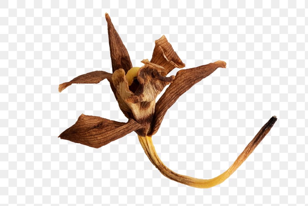 Dried boat orchid flower design element