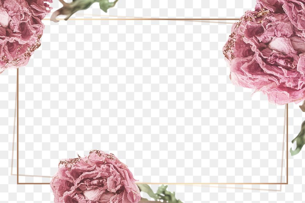 Dried pink peony flower on a gold frame design element