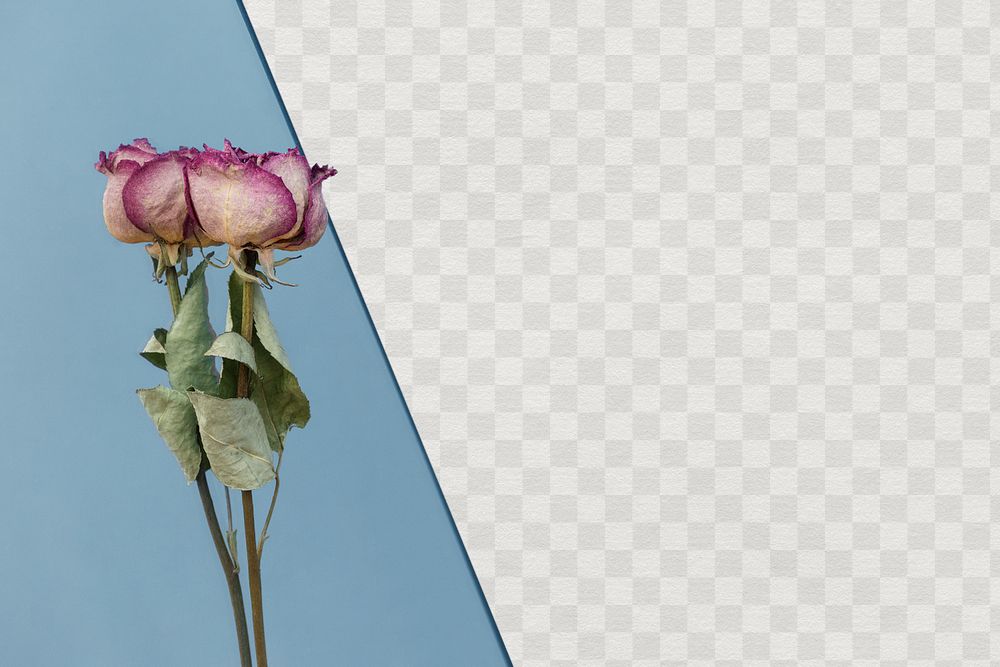 Dried pink roses on a blue background template