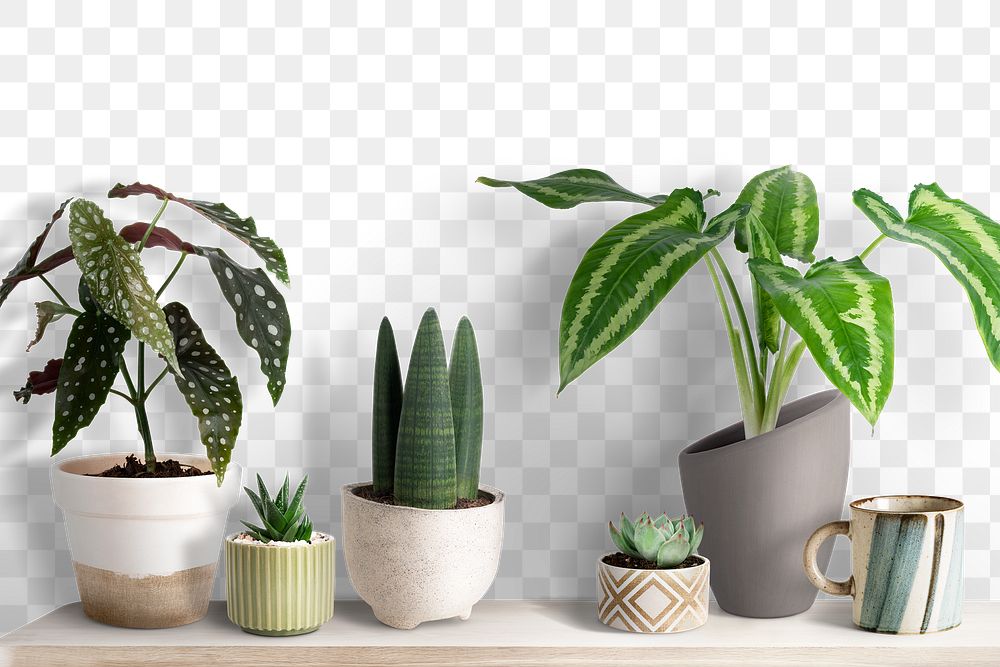 Cute small plants mockup png on a shelf