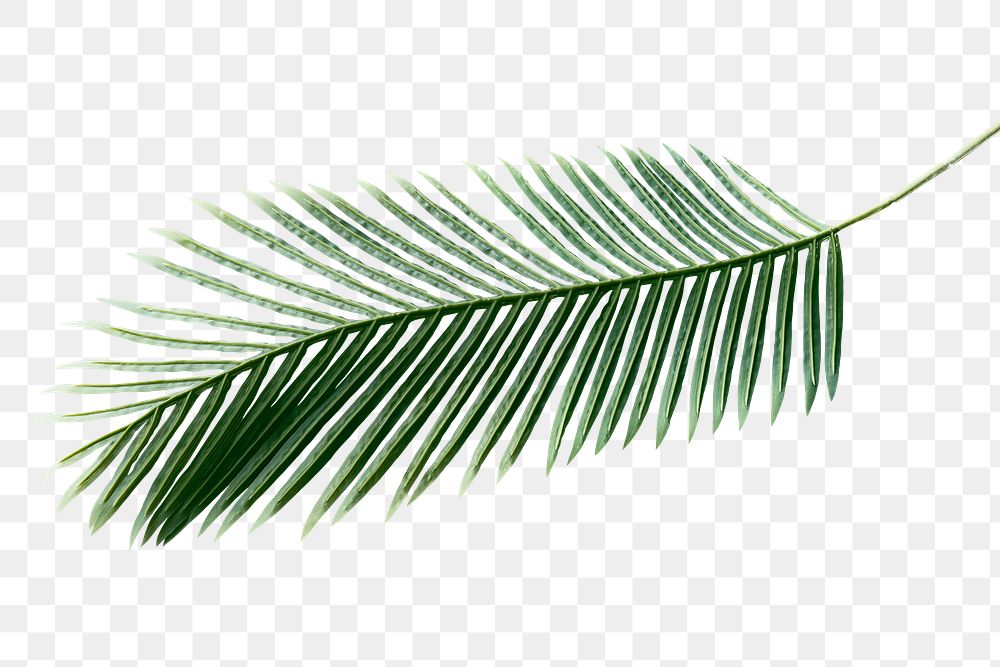 Fresh green areca palm leaf design element