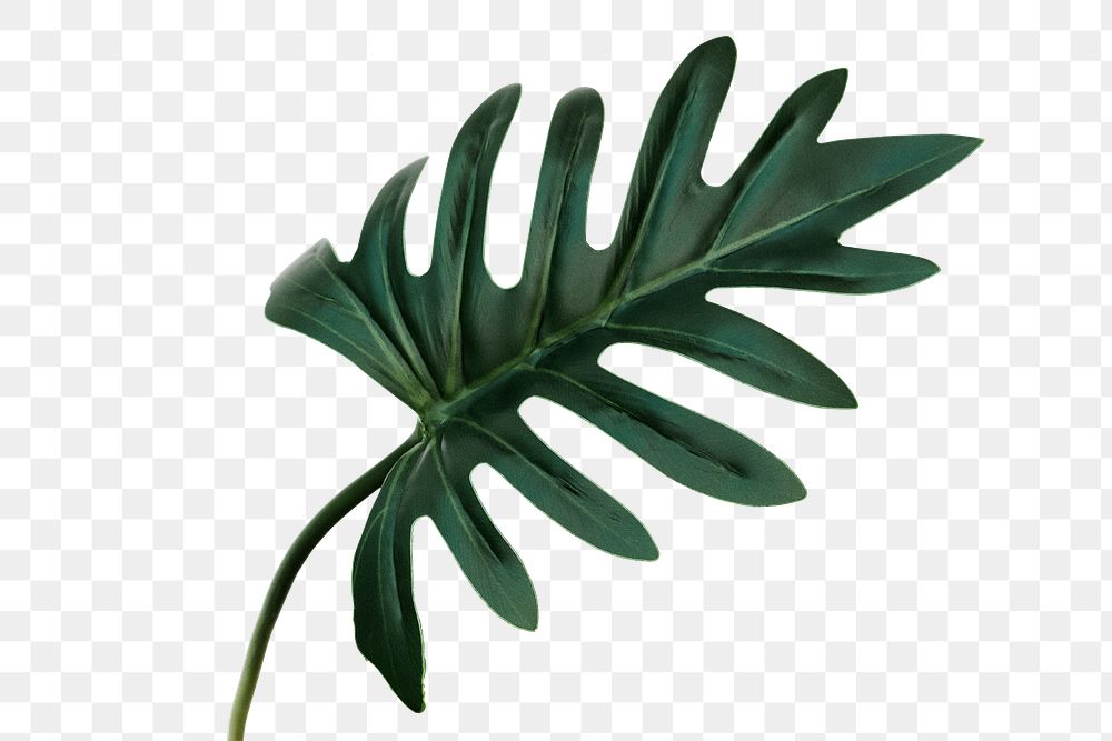 Philodendron xanadu leaf design element