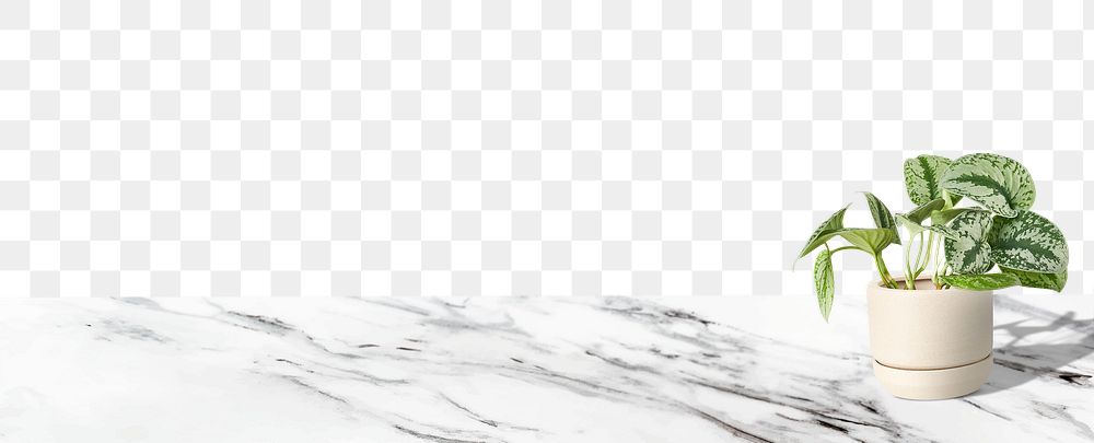 White marble png border with plant