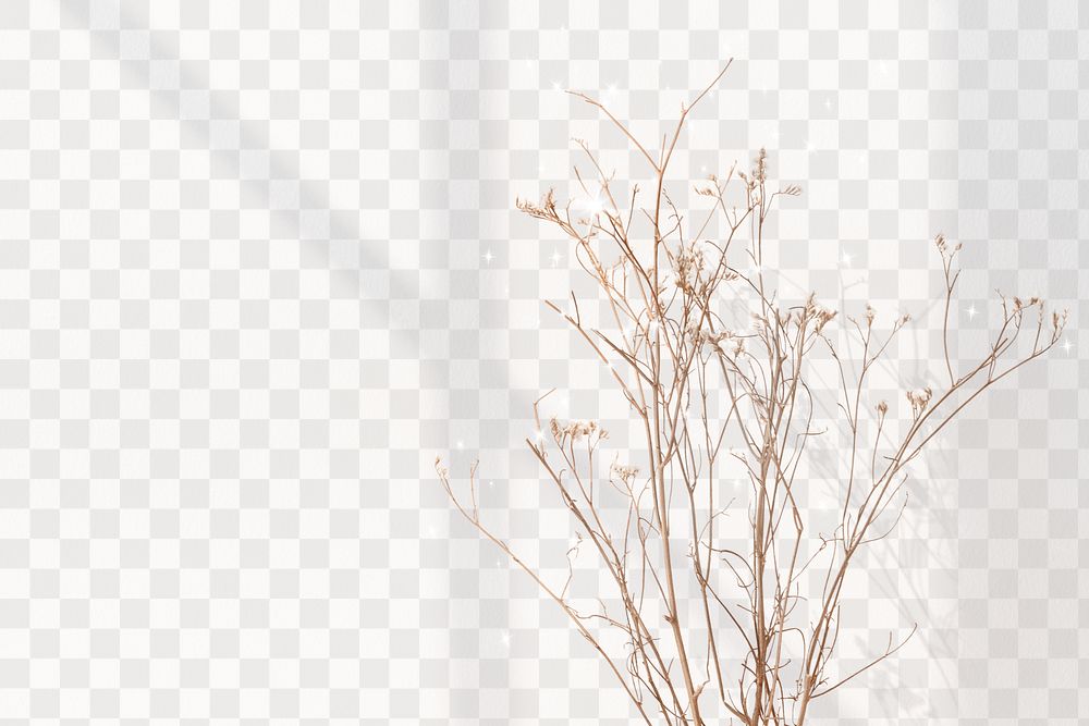 Flower border png, dried white statice with window shadow, transparent background