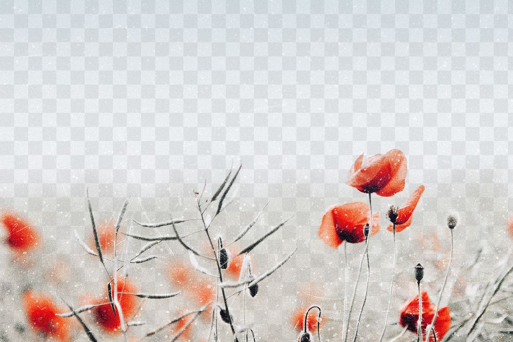 Poppy border png, transparent background, spring vibes