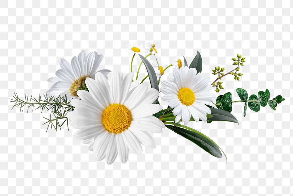 daisy flower border clip art free