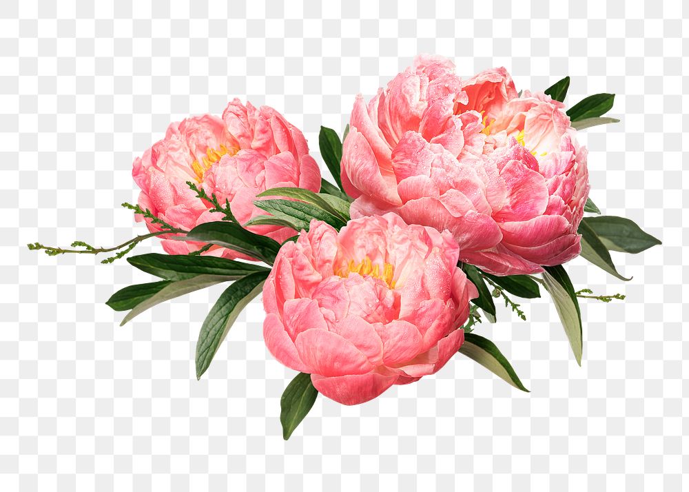 Png pink peonies flower sticker, botanical design in transparent background