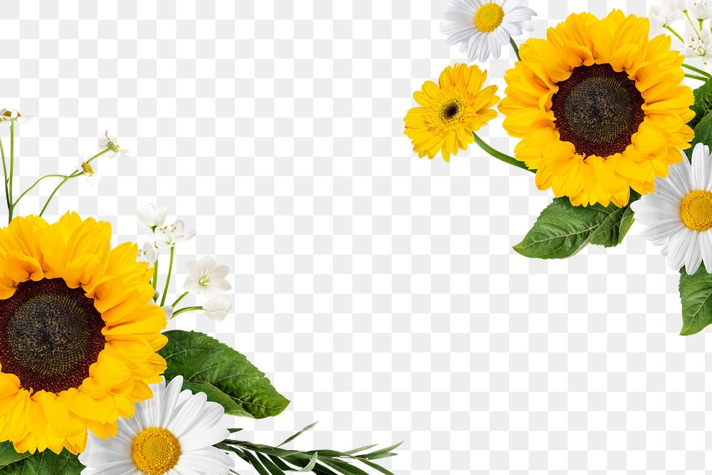 Png sunflower frame sticker, botanical design in transparent background 
