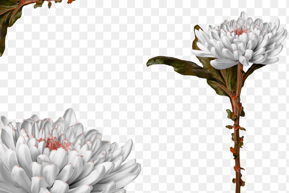 Png floral border sticker, botanical design in transparent background