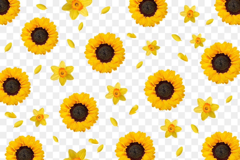 Sunflower png background, transparent flower | Premium PNG - rawpixel