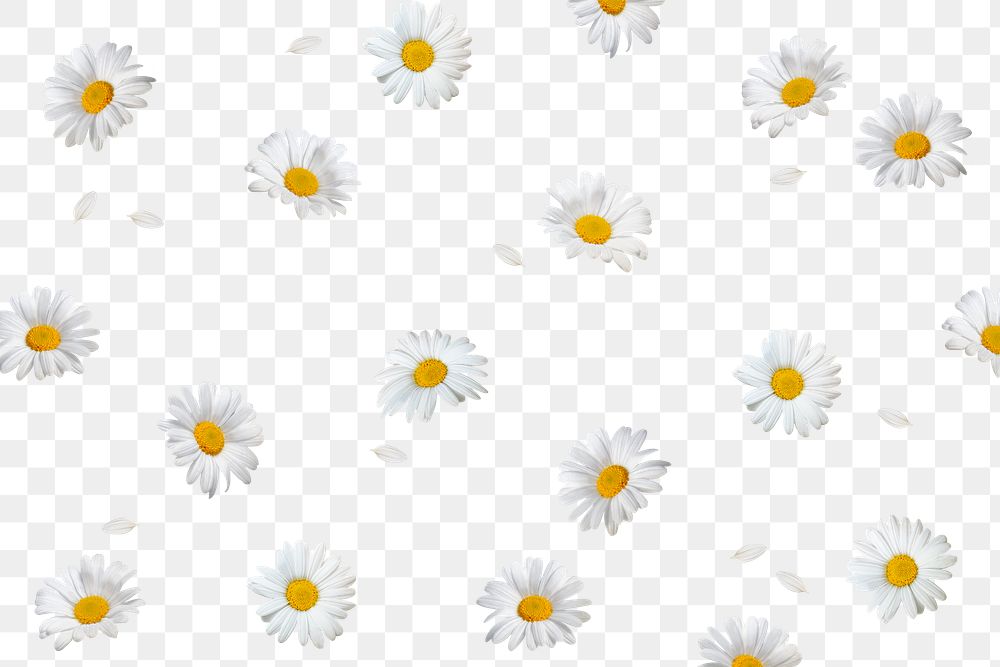 White flowers png background, transparent floral design