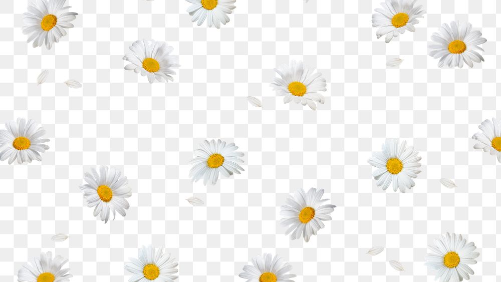 White flowers png background, transparent floral design